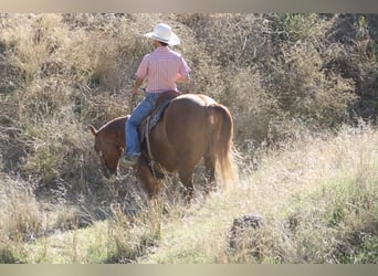 American Quarter Horse, Castrone, 11 Anni, 152 cm, Falbo