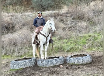 American Quarter Horse, Castrone, 11 Anni, 152 cm, Grigio