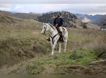 American Quarter Horse, Castrone, 11 Anni, 152 cm, Grigio