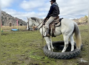 American Quarter Horse, Castrone, 11 Anni, 152 cm, Grigio