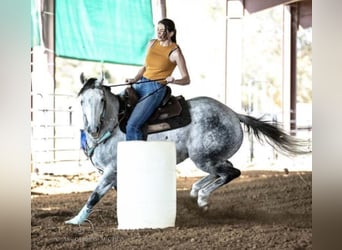 American Quarter Horse, Castrone, 11 Anni, 152 cm, Grigio pezzato