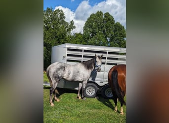 American Quarter Horse, Castrone, 11 Anni, 152 cm, Grigio pezzato