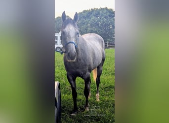 American Quarter Horse, Castrone, 11 Anni, 152 cm, Grigio pezzato