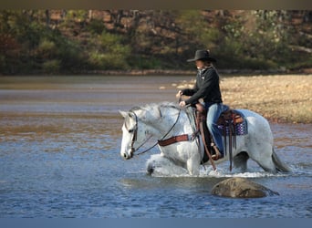 American Quarter Horse, Castrone, 11 Anni, 152 cm, Grigio