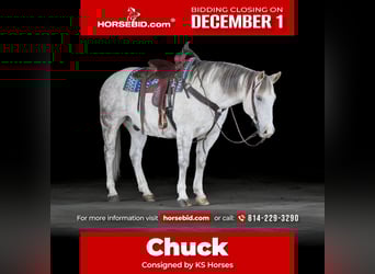 American Quarter Horse, Castrone, 11 Anni, 152 cm, Grigio