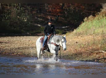 American Quarter Horse, Castrone, 11 Anni, 152 cm, Grigio