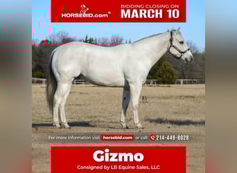 American Quarter Horse, Castrone, 11 Anni, 152 cm, Grigio