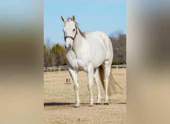 American Quarter Horse, Castrone, 11 Anni, 152 cm, Grigio