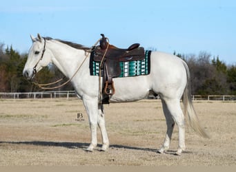 American Quarter Horse, Castrone, 11 Anni, 152 cm, Grigio