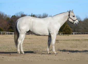 American Quarter Horse, Castrone, 11 Anni, 152 cm, Grigio