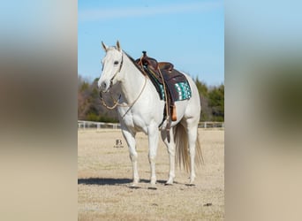 American Quarter Horse, Castrone, 11 Anni, 152 cm, Grigio