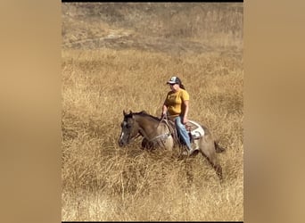 American Quarter Horse, Castrone, 11 Anni, 152 cm, Grullo