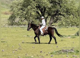 American Quarter Horse, Castrone, 11 Anni, 152 cm, Morello