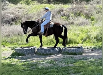 American Quarter Horse, Castrone, 11 Anni, 152 cm, Morello