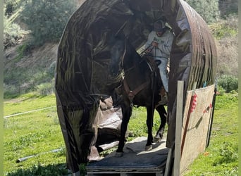 American Quarter Horse, Castrone, 11 Anni, 152 cm, Morello