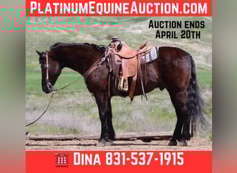 American Quarter Horse, Castrone, 11 Anni, 152 cm, Morello