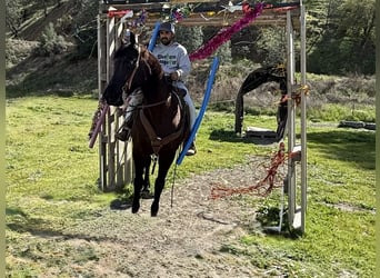 American Quarter Horse, Castrone, 11 Anni, 152 cm, Morello