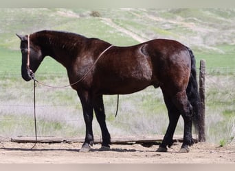 American Quarter Horse, Castrone, 11 Anni, 152 cm, Morello