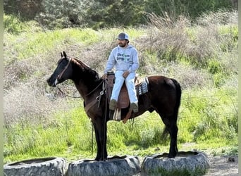 American Quarter Horse, Castrone, 11 Anni, 152 cm, Morello