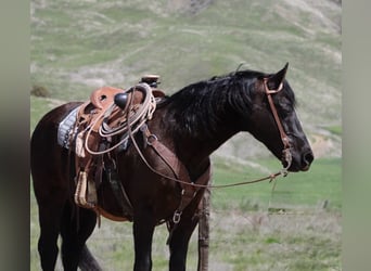 American Quarter Horse, Castrone, 11 Anni, 152 cm, Morello