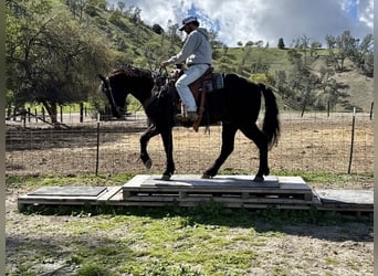 American Quarter Horse, Castrone, 11 Anni, 152 cm, Morello