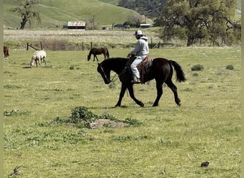 American Quarter Horse, Castrone, 11 Anni, 152 cm, Morello