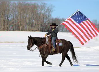 American Quarter Horse, Castrone, 11 Anni, 152 cm, Morello