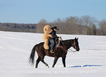 American Quarter Horse, Castrone, 11 Anni, 152 cm, Morello