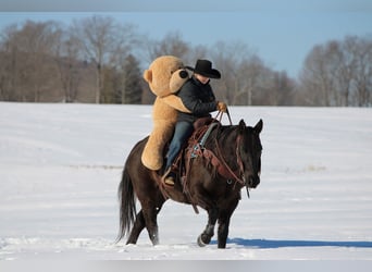 American Quarter Horse, Castrone, 11 Anni, 152 cm, Morello