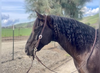 American Quarter Horse, Castrone, 11 Anni, 152 cm, Morello