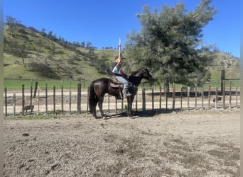 American Quarter Horse, Castrone, 11 Anni, 152 cm, Morello