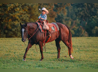 American Quarter Horse, Castrone, 11 Anni, 152 cm, Morello