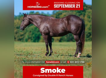 American Quarter Horse, Castrone, 11 Anni, 152 cm, Morello