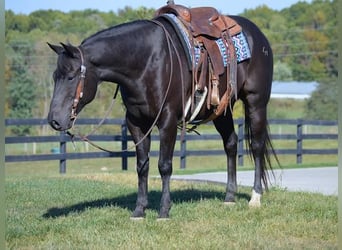 American Quarter Horse, Castrone, 11 Anni, 152 cm, Morello