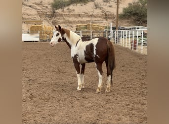 American Quarter Horse, Castrone, 11 Anni, 152 cm, Overo-tutti i colori