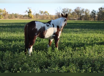 American Quarter Horse, Castrone, 11 Anni, 152 cm, Overo-tutti i colori