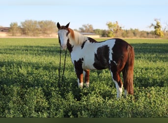 American Quarter Horse, Castrone, 11 Anni, 152 cm, Overo-tutti i colori