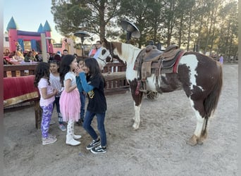 American Quarter Horse, Castrone, 11 Anni, 152 cm, Overo-tutti i colori