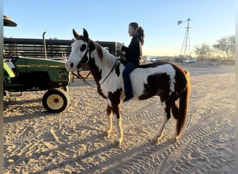 American Quarter Horse, Castrone, 11 Anni, 152 cm, Overo-tutti i colori