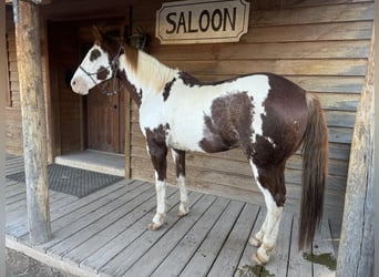 American Quarter Horse, Castrone, 11 Anni, 152 cm, Overo-tutti i colori