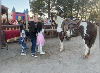 American Quarter Horse, Castrone, 11 Anni, 152 cm, Overo-tutti i colori