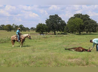 American Quarter Horse, Castrone, 11 Anni, 152 cm, Palomino