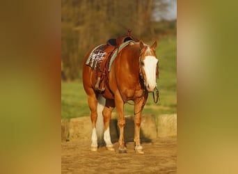 American Quarter Horse, Castrone, 11 Anni, 152 cm, Palomino