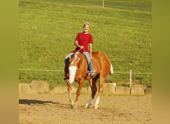 American Quarter Horse, Castrone, 11 Anni, 152 cm, Palomino