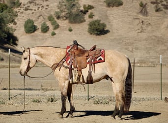American Quarter Horse, Castrone, 11 Anni, 152 cm, Pelle di daino