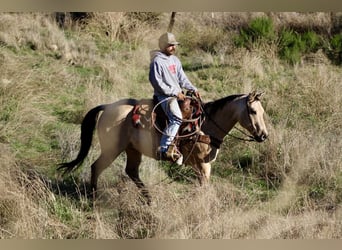 American Quarter Horse, Castrone, 11 Anni, 152 cm, Pelle di daino