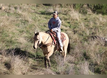 American Quarter Horse, Castrone, 11 Anni, 152 cm, Pelle di daino