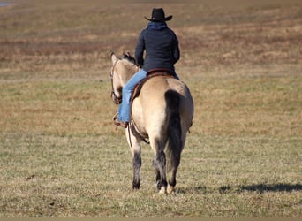 American Quarter Horse, Castrone, 11 Anni, 152 cm, Pelle di daino