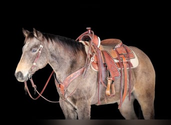American Quarter Horse, Castrone, 11 Anni, 152 cm, Pelle di daino
