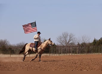 American Quarter Horse, Castrone, 11 Anni, 152 cm, Pelle di daino